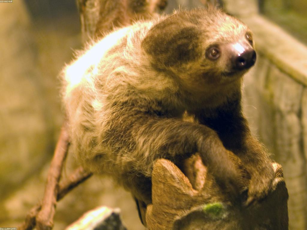 ចំណេះដឹងអំពីស្លុត