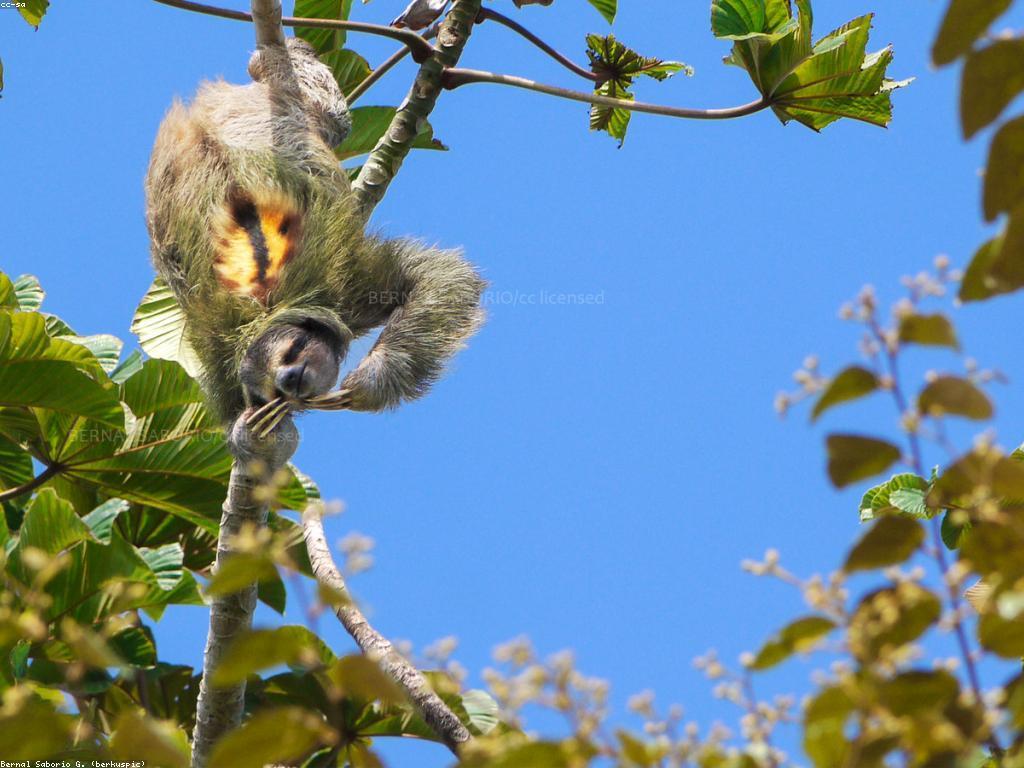 ការស្គាល់អំពីទីលាននៃស្លុត